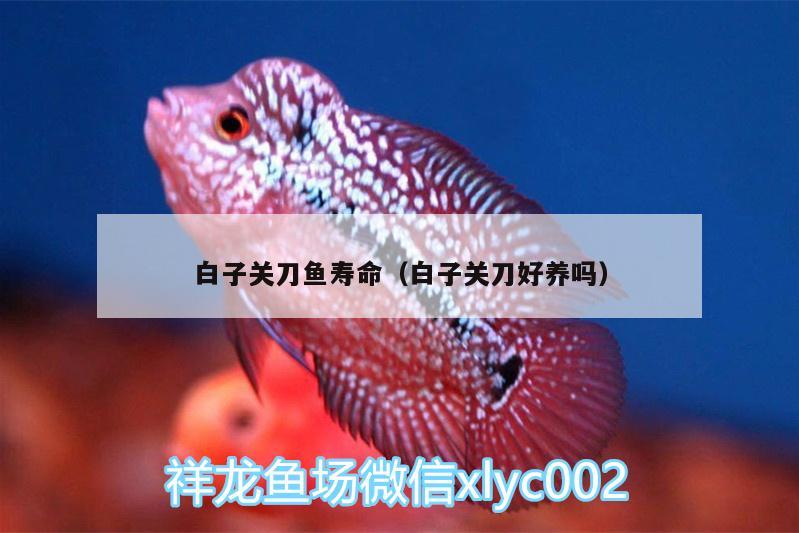 白子關(guān)刀魚(yú)壽命（白子關(guān)刀好養(yǎng)嗎）