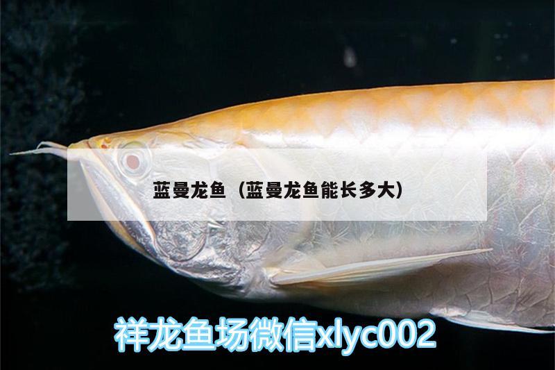 藍(lán)曼龍魚（藍(lán)曼龍魚能長(zhǎng)多大）