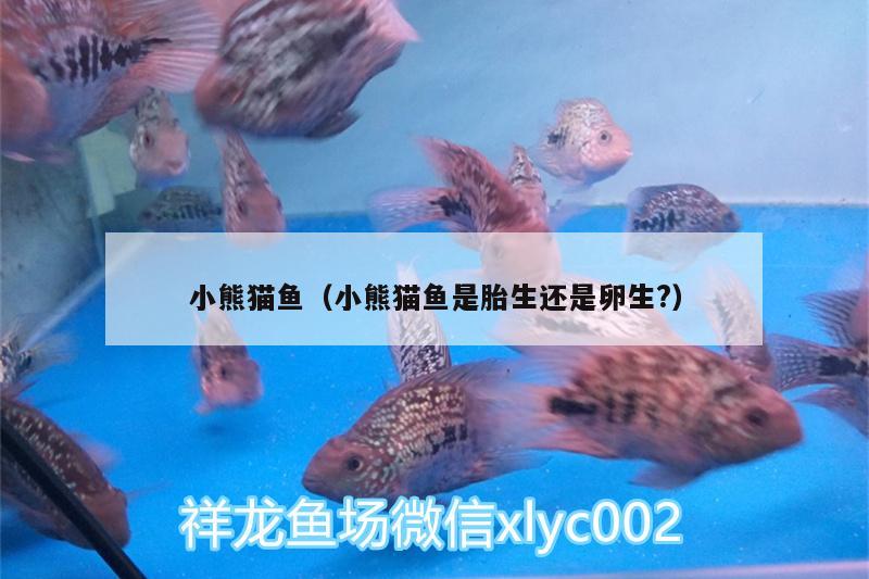 小熊貓魚(yú)（小熊貓魚(yú)是胎生還是卵生?）