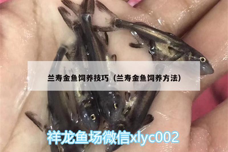 蘭壽金魚(yú)飼養(yǎng)技巧（蘭壽金魚(yú)飼養(yǎng)方法）