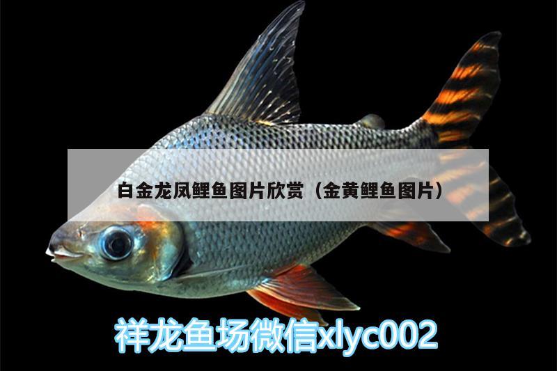 白金龍鳳鯉魚圖片欣賞（金黃鯉魚圖片） 龍鳳鯉魚 第1張