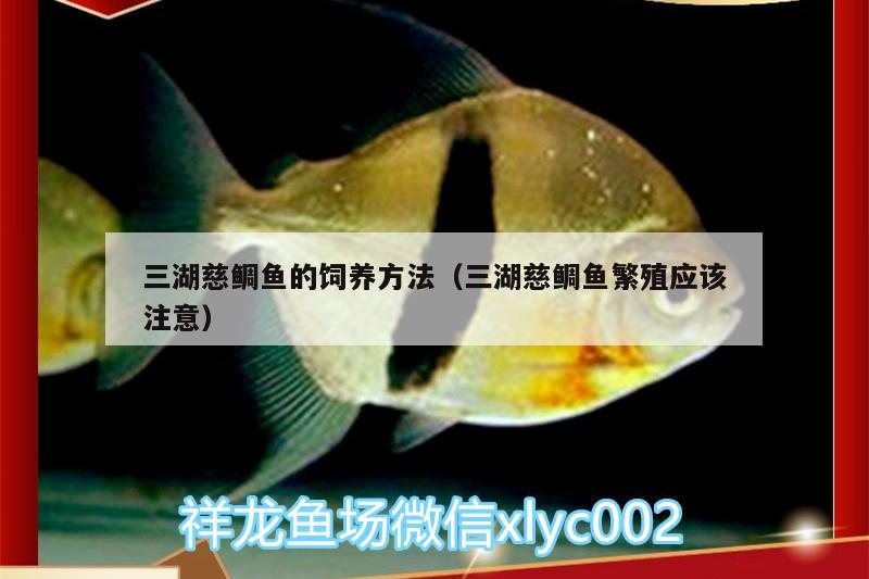 三湖慈鯛魚的飼養(yǎng)方法（三湖慈鯛魚繁殖應(yīng)該注意）