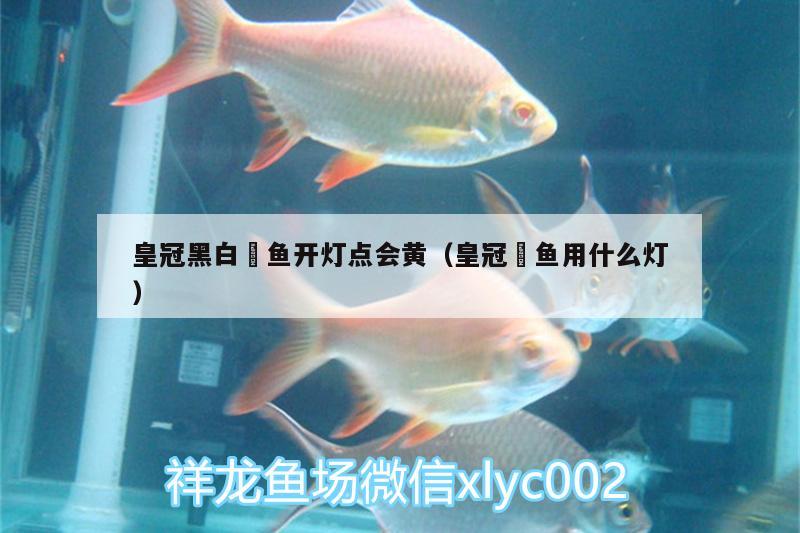 皇冠黑白魟魚開燈點會黃（皇冠魟魚用什么燈） 皇冠黑白魟魚 第2張