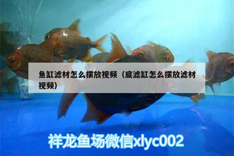 魚缸濾材怎么擺放視頻（底濾缸怎么擺放濾材視頻）