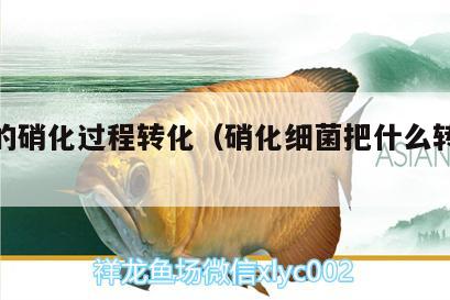 細菌的硝化過程轉(zhuǎn)化（硝化細菌把什么轉(zhuǎn)化成什么） 硝化細菌 第3張