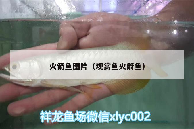 火箭魚圖片（觀賞魚火箭魚）