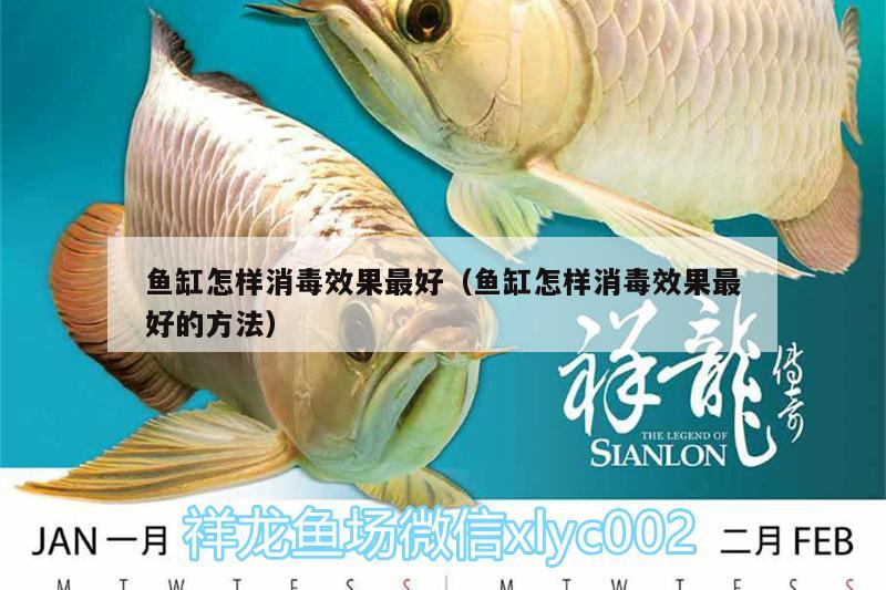 魚(yú)缸怎樣消毒效果最好（魚(yú)缸怎樣消毒效果最好的方法） 魚(yú)缸水質(zhì)穩(wěn)定劑 第3張