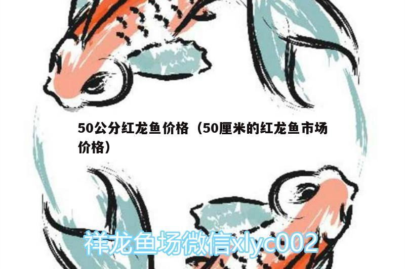 50公分紅龍魚價(jià)格（50厘米的紅龍魚市場(chǎng)價(jià)格）