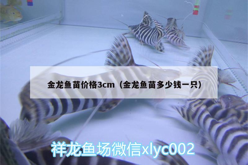 金龍魚苗價格3cm（金龍魚苗多少錢一只） 高背金龍魚