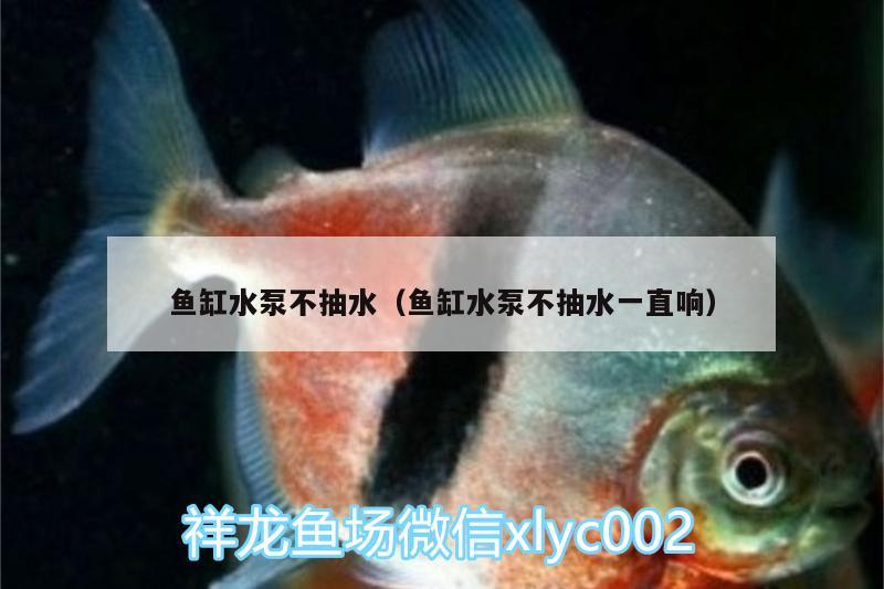 魚缸水泵不抽水（魚缸水泵不抽水一直響） 魚缸水泵 第1張