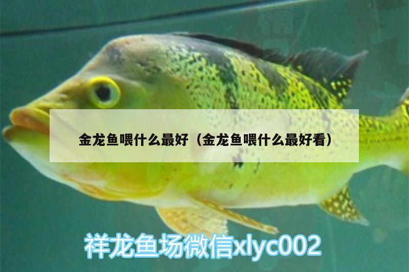 金龍魚喂什么最好（金龍魚喂什么最好看） 野生地圖魚 第3張