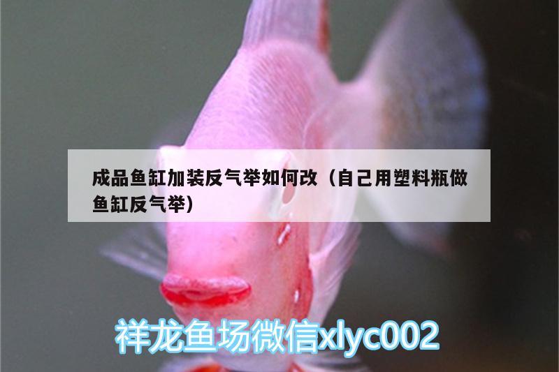 成品魚缸加裝反氣舉如何改（自己用塑料瓶做魚缸反氣舉） 噴點(diǎn)菠蘿魚 第1張