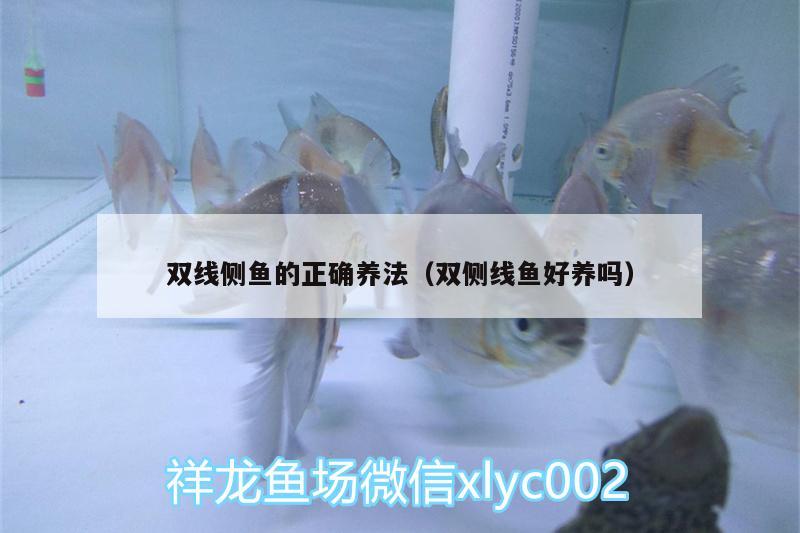 雙線側魚的正確養(yǎng)法（雙側線魚好養(yǎng)嗎）