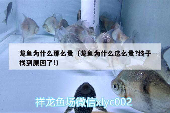 龍魚為什么那么貴（龍魚為什么這么貴?終于找到原因了!）