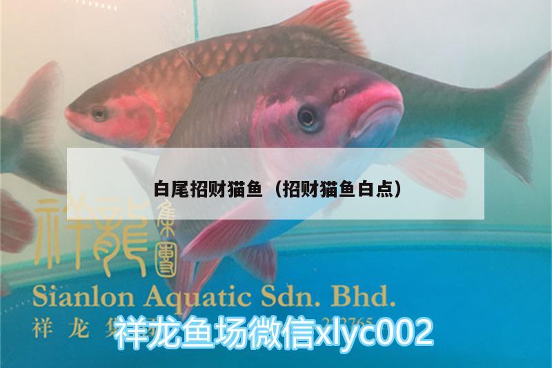 白尾招財(cái)貓魚（招財(cái)貓魚白點(diǎn)） 黑桃A魚