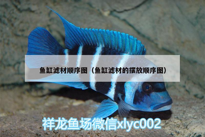 魚(yú)缸濾材順序圖（魚(yú)缸濾材的擺放順序圖） 黃金達(dá)摩魚(yú) 第1張