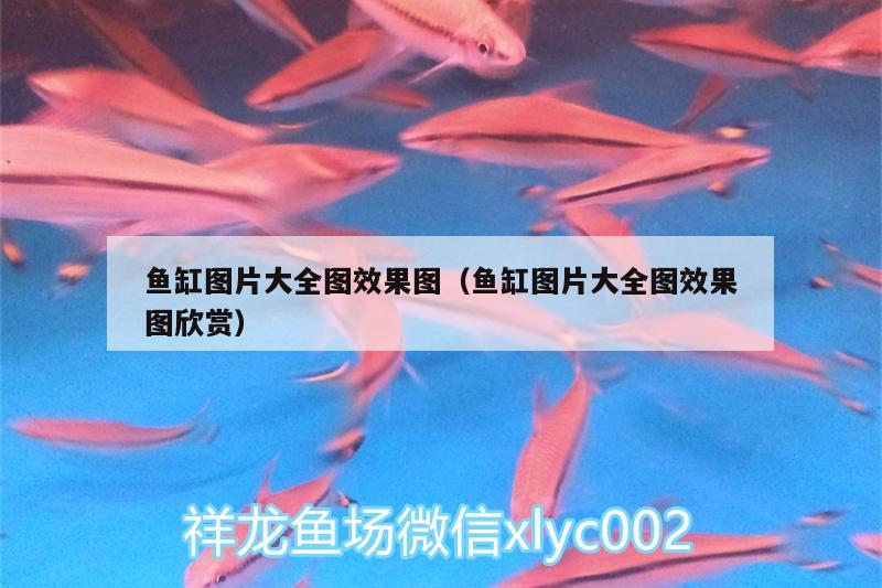 魚缸圖片大全圖效果圖（魚缸圖片大全圖效果圖欣賞） 野彩魚