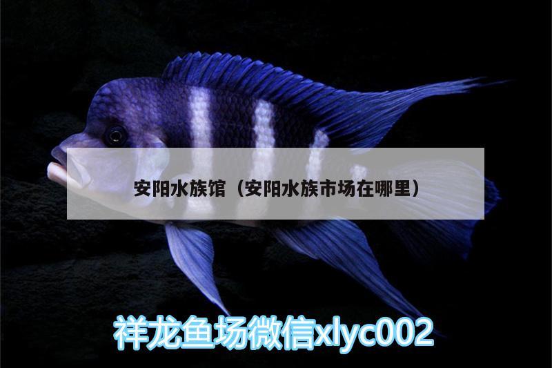 安陽水族館（安陽水族市場(chǎng)在哪里）