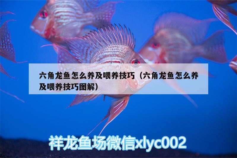 六角龍魚怎么養(yǎng)及喂養(yǎng)技巧（六角龍魚怎么養(yǎng)及喂養(yǎng)技巧圖解）