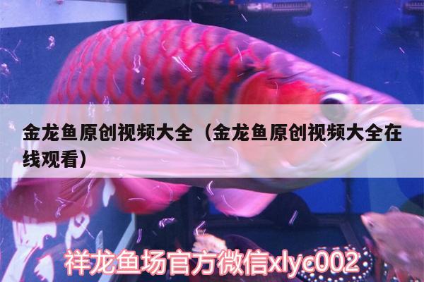 金龍魚原創(chuàng)視頻大全（金龍魚原創(chuàng)視頻大全在線觀看）