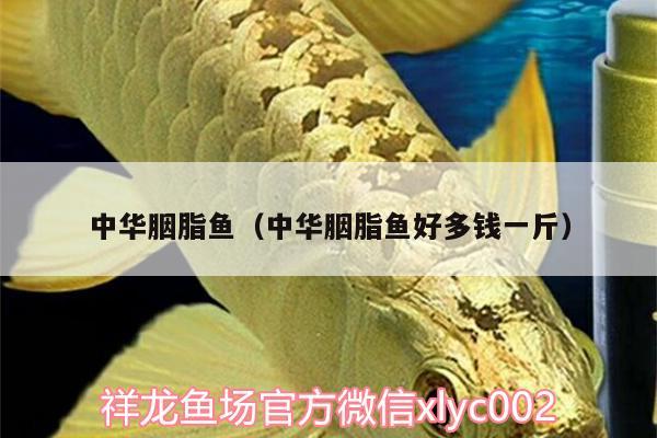 中華胭脂魚(yú)（中華胭脂魚(yú)好多錢(qián)一斤） 大日玉鯖魚(yú)