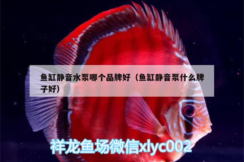 魚缸靜音水泵哪個品牌好（魚缸靜音泵什么牌子好）