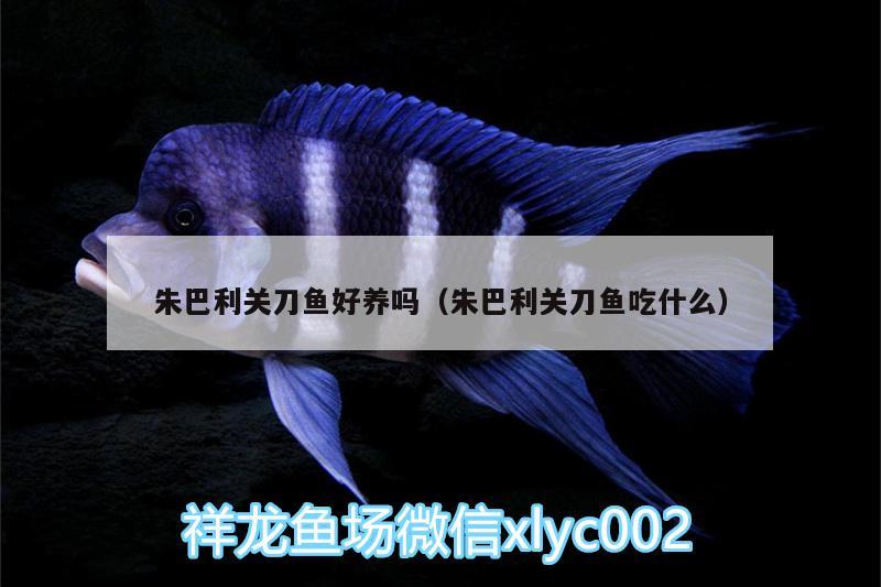 朱巴利關刀魚好養(yǎng)嗎（朱巴利關刀魚吃什么）