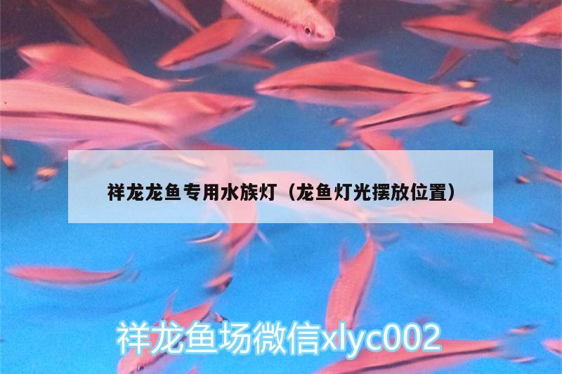 祥龍龍魚專用水族燈（龍魚燈光擺放位置）