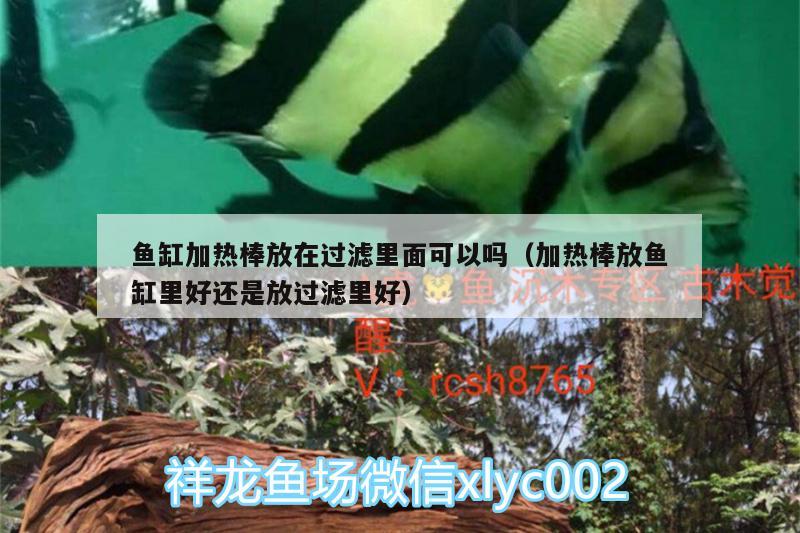 魚缸加熱棒放在過濾里面可以嗎（加熱棒放魚缸里好還是放過濾里好） 沖氧泵