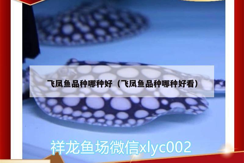 飛鳳魚品種哪種好（飛鳳魚品種哪種好看）