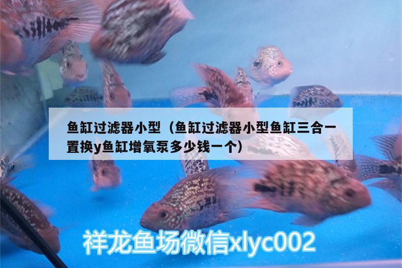 魚缸過濾器小型（魚缸過濾器小型魚缸三合一置換y魚缸增氧泵多少錢一個） 黃金斑馬魚