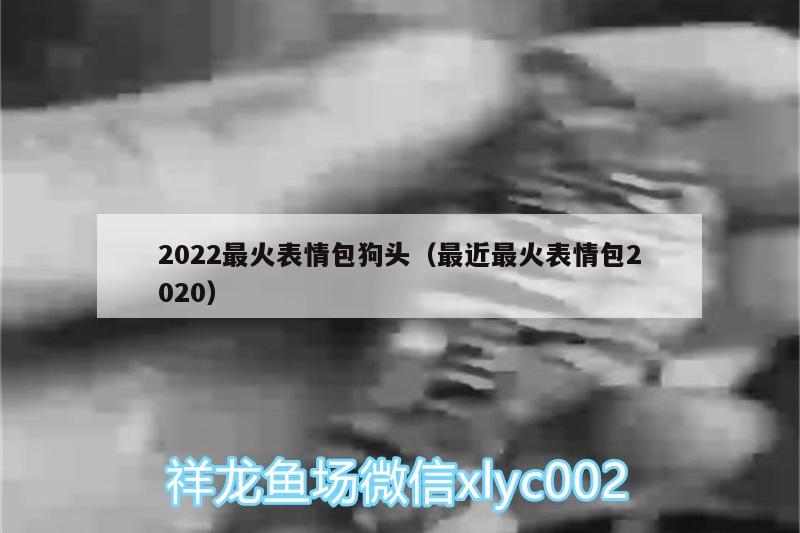 2022最火表情包狗頭（最近最火表情包2020）