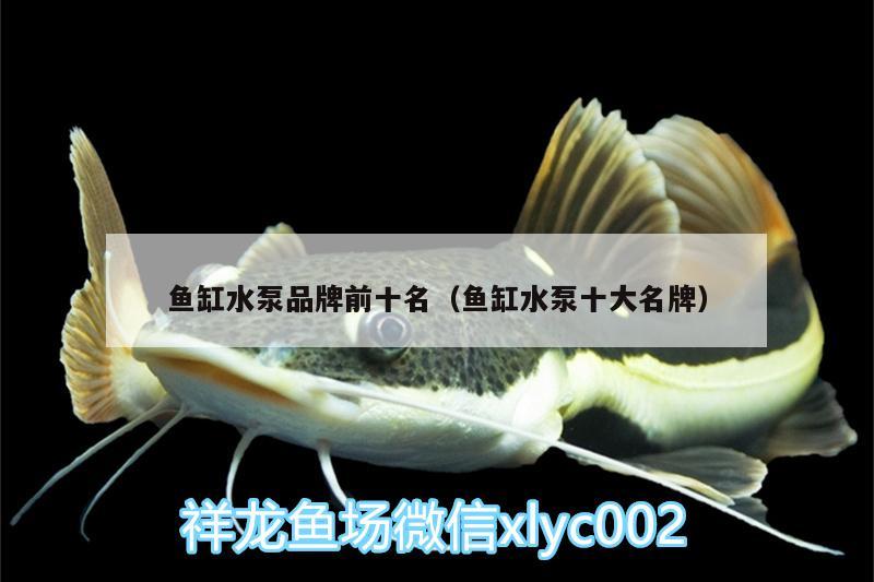 魚缸水泵品牌前十名（魚缸水泵十大名牌）