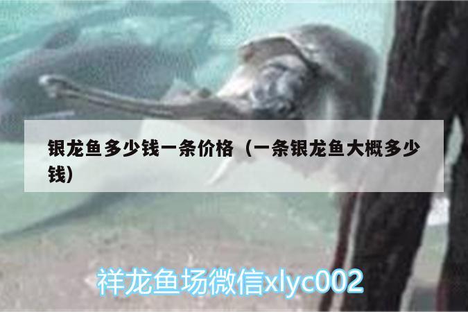 銀龍魚(yú)多少錢(qián)一條價(jià)格（一條銀龍魚(yú)大概多少錢(qián)）