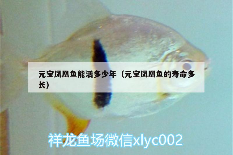 元寶鳳凰魚能活多少年（元寶鳳凰魚的壽命多長(zhǎng)）