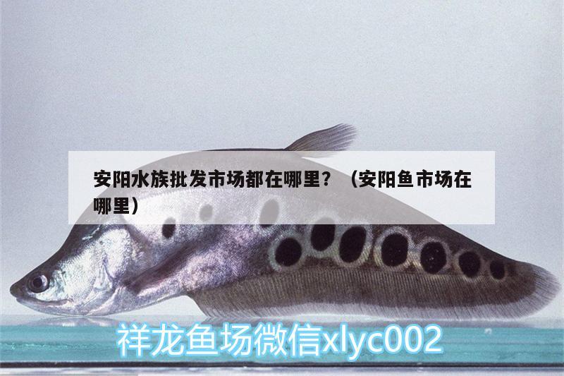 安陽水族批發(fā)市場都在哪里？（安陽魚市場在哪里） 觀賞魚水族批發(fā)市場