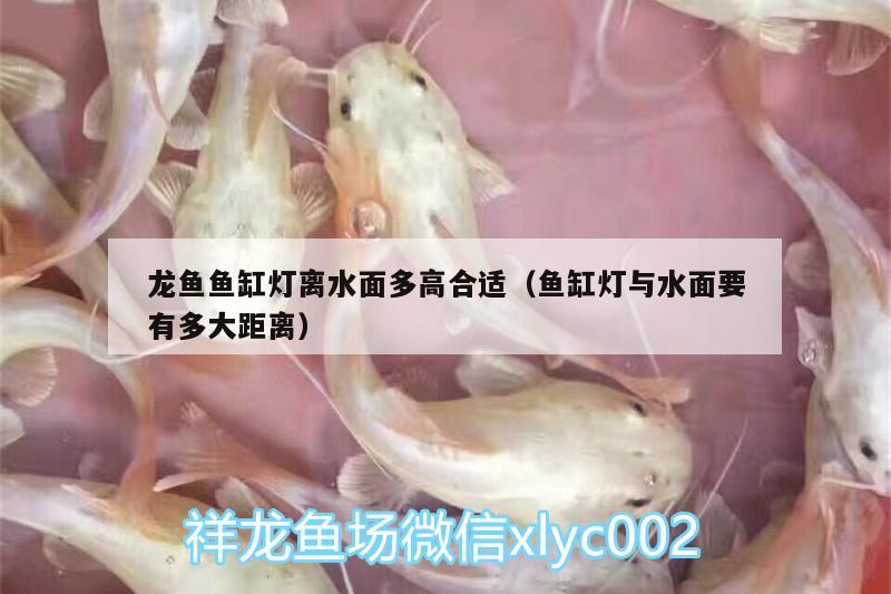 龍魚魚缸燈離水面多高合適（魚缸燈與水面要有多大距離）