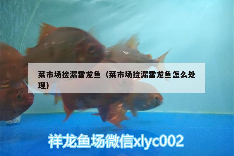 菜市場(chǎng)撿漏雷龍魚(yú)（菜市場(chǎng)撿漏雷龍魚(yú)怎么處理） 斑馬鴨嘴魚(yú)