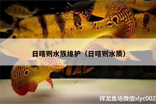 日喀則水族維護(hù)（日喀則水質(zhì)） 鐵甲武士