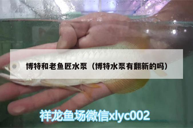 博特和老魚匠水泵（博特水泵有翻新的嗎）