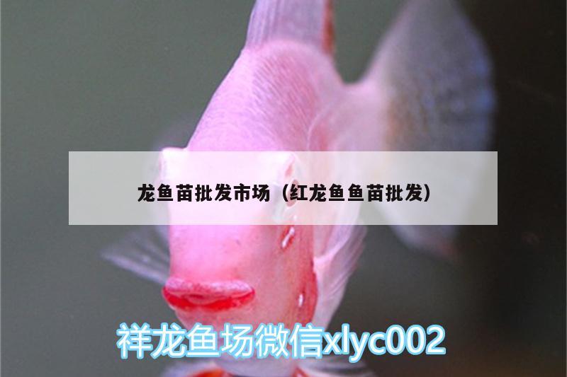 龍魚(yú)苗批發(fā)市場(chǎng)（紅龍魚(yú)魚(yú)苗批發(fā)）