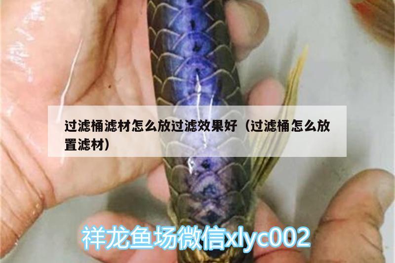 過濾桶濾材怎么放過濾效果好（過濾桶怎么放置濾材） 泰龐海鰱魚