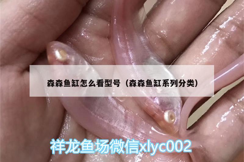 森森魚缸怎么看型號(hào)（森森魚缸系列分類） 泰龐海鰱魚