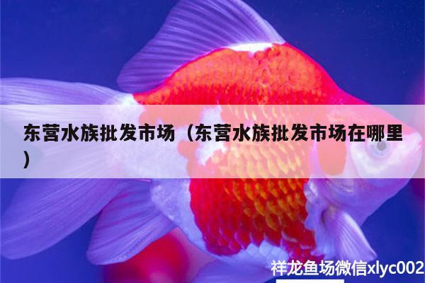 東營(yíng)水族批發(fā)市場(chǎng)（東營(yíng)水族批發(fā)市場(chǎng)在哪里）