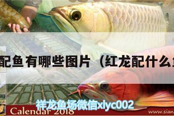 紅龍魚配魚有哪些圖片（紅龍配什么魚好看）