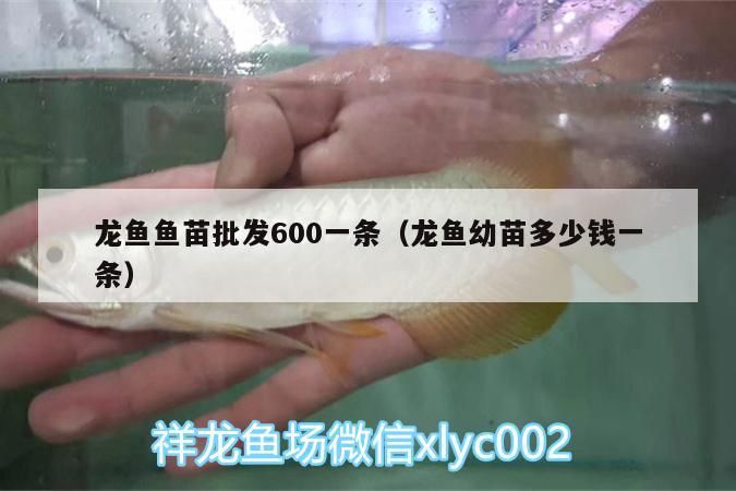 龍魚魚苗批發(fā)600一條（龍魚幼苗多少錢一條）