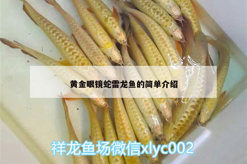 黃金眼鏡蛇雷龍魚的簡單介紹 黃金眼鏡蛇雷龍魚