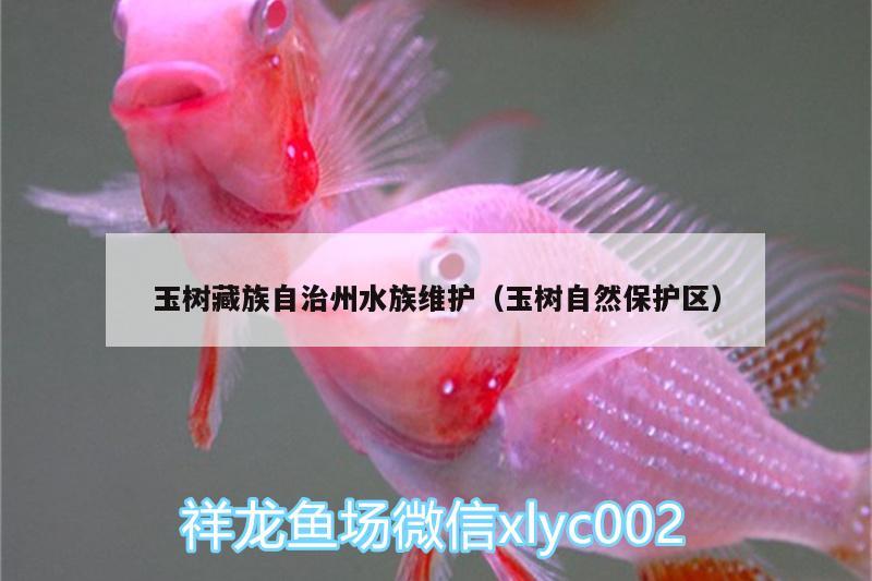 玉樹(shù)藏族自治州水族維護(hù)（玉樹(shù)自然保護(hù)區(qū)） 小型觀賞魚(yú) 第2張