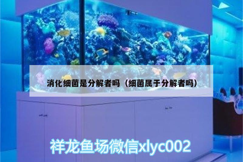 消化細(xì)菌是分解者嗎（細(xì)菌屬于分解者嗎） 虎魚(yú)百科