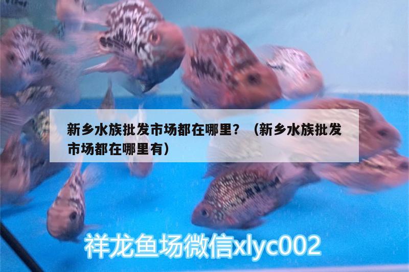 新鄉(xiāng)水族批發(fā)市場都在哪里？（新鄉(xiāng)水族批發(fā)市場都在哪里有）